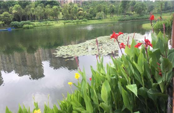 黑臭水體怎么處理？農(nóng)村黑臭水體治理方案